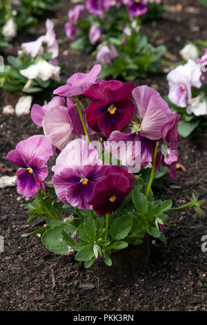 Sydney Australien, Blumenbeet mit lila/rosa Stiefmütterchen Pflanzen Stockfoto