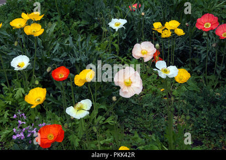 Sydney Australien, blumenbeet von bunten Island Mohn Stockfoto