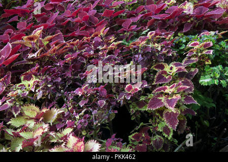 Sydney Australien, bunte Coleus Zierpflanzen Bush mit zwei ton Crimson und grüne Blätter Stockfoto