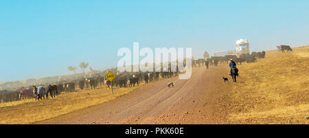 Stockmen auf Pferden, eingehüllt in Staub, droving Vieh entlang lieferbar Wege und Straßen im Hinterland bei Dürre in Australien Stockfoto