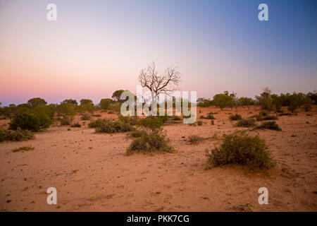 Australische Outback Landschaft in der Dämmerung mit toten Baum gegen Himmel am See silhouette Bindegolly Nationalpark in Queensland Stockfoto