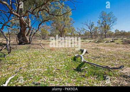 Australische Outback Landschaft nach dem Regen mit weißen Gänseblümchen unter verstreut Gum Trees in NSW Stockfoto