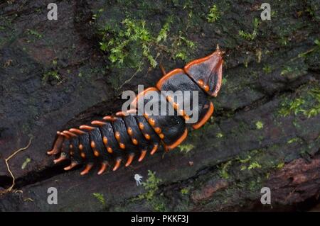 Eine rote und schwarze Trilobit Käfer (Platerodrilus paradoxus) auf einem Bemoosten anmelden Kinabalu Park, Sabah, Malaysia, Borneo Stockfoto