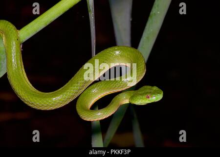 Ein Sabah Bambusotter (Ein älterer Name sabahi sabahı) im Wald In der Nacht in Mount Kinabalu Nationalpark, Sabah, Malaysia, Borneo Stockfoto