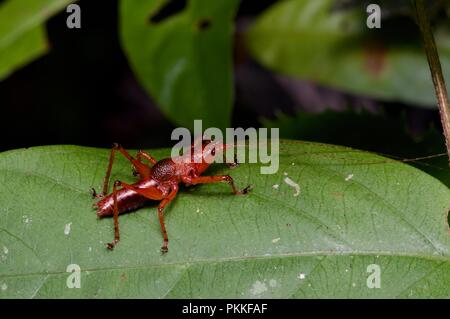 Eine rötliche Bonehead katydid Nymphe auf ein grünes Blatt in der Nacht im Kinabalu Park, Sabah, Malaysia, Borneo Stockfoto