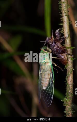 Ein erwachsener Zikade ergibt sich aus den Schuppen der Haut einer Nymphe in der Kinabalu Park, Sabah, Malaysia, Borneo Stockfoto