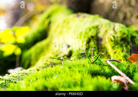 Wald Hintergrund. Wald Textur. Grünen Wald Moos. Makrofotografie Stockfoto