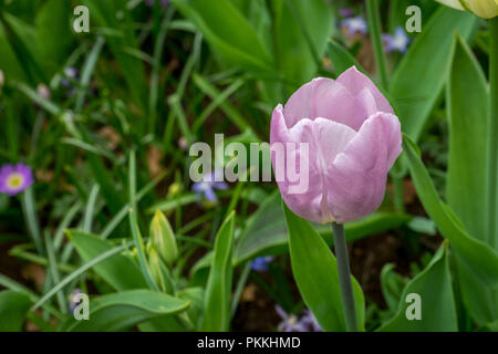 Lisse, Niederlande, Europa, CLOSE-UP lila Krokusse WACHSEN IN FELD Stockfoto