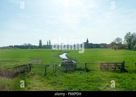 Niederlande, Feuchtgebiete, Maarken, Europa, eine Herde von Rindern auf einem grünen Feld Stockfoto