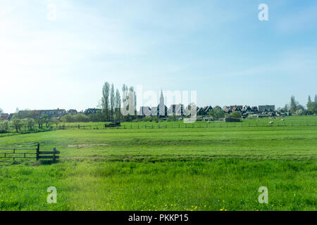 Niederlande, Feuchtgebiete, Maarken, Europa, eine Herde rinder weiden auf einem grünen Feld Stockfoto