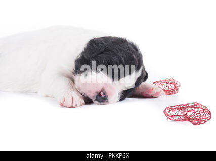 Landseer Hund vor auf weißem Hintergrund Stockfoto