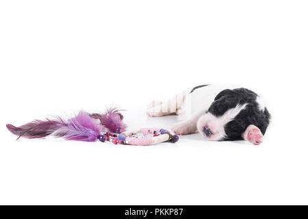 Landseer Hund vor auf weißem Hintergrund Stockfoto