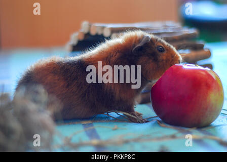 Haustiere. Hausgemachte Hamster. Das Meerschweinchen. Ein Hamster ist das Essen eines Apfels. Stockfoto