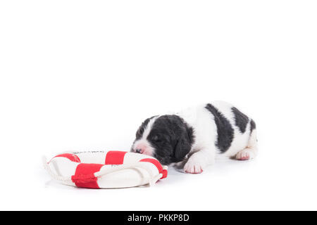 Landseer Hund vor auf weißem Hintergrund Stockfoto
