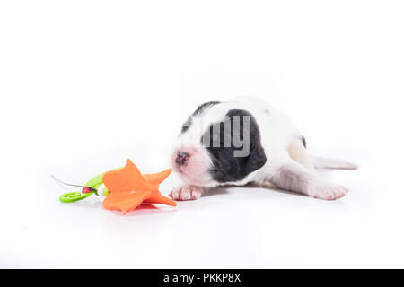 Landseer Hund vor auf weißem Hintergrund Stockfoto