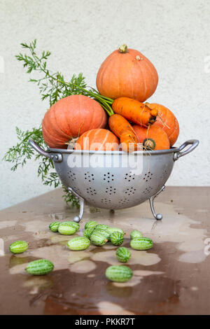 In der Nähe von frisch geernteten Bio Kürbis, Karotten und Gurken auf einem Tisch mit abblätternde Farbe. Stockfoto