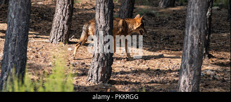 Iberischen Wolf im Pinienwald Stockfoto