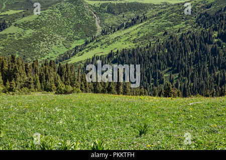 Reichlich kirgisischen Wildblumen, Trek, Jyrgalan Keskenkyia Schleife, Kirgisistan Stockfoto