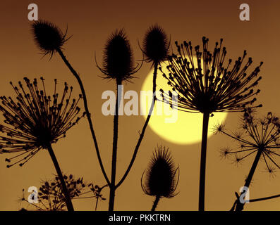 Karde, Hedge Petersilie und Allium seedhead Silhouetten bei Sonnenuntergang Stockfoto