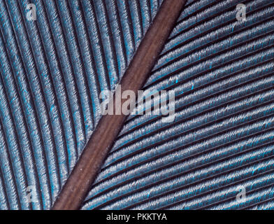 Ringeltaube primäre tail Feather Stockfoto