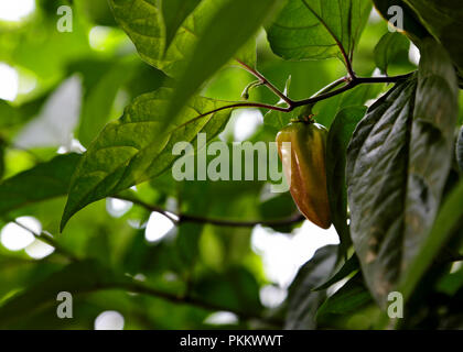 Wachsende pod von Purple Bhut Jolokia Chili Stockfoto