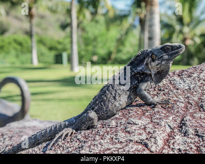 Schönes Foto von einer einzigen Iguana genießen die Sonne auf einem unscharfen Hintergrund Stockfoto