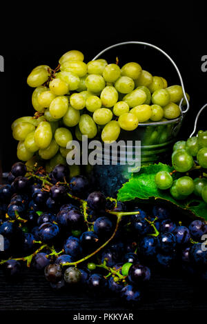 Metall Eimer mit frisch gepflückten Trauben, Ernte der Trauben, resveratrol Stockfoto