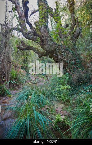 Großen alten Baum mit Kletterpflanzen in einen Datenstrom zwischen dichten, grünen Pflanzen mit glänzenden Sommer Tag Stockfoto