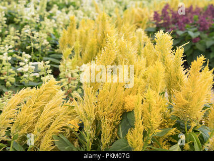 Detailansicht Der gelbe Chinesische Wolle Blume, die in den tropischen Garten. Stockfoto
