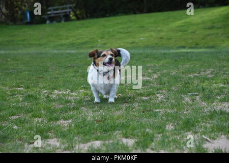 Kleiner Hund (Jack Russel x Chihuahua x corgi) spielen im Park Stockfoto