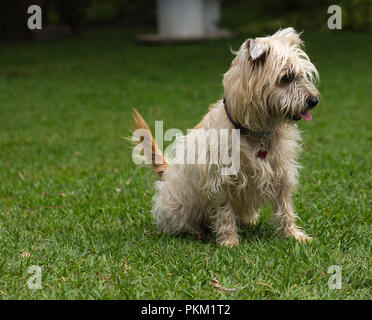 Ein Hund im Gras stehend und schauend. Stockfoto