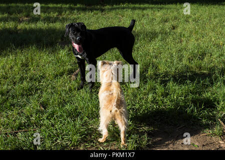 Welpen spielen im Gras. Stockfoto