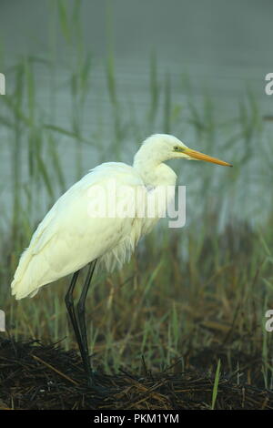 Silberreiher Jagd in schilfrohr an der ersten Ampel auf der sonnigen Herbst morgen Ham Wand RSPB Nature Reserve in Somerset, England Stockfoto