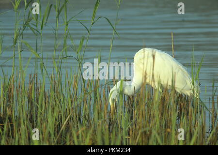 Silberreiher Jagd in schilfrohr an der ersten Ampel auf der sonnigen Herbst morgen Ham Wand RSPB Nature Reserve in Somerset, England Stockfoto