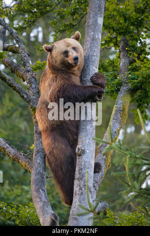 Europäischen Braunbären, Ursus arctos, Klettern im Baum, Bayern, Deutschland Stockfoto