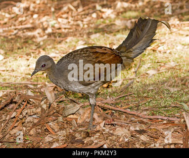 Weibliche Australische hervorragende Leierschwanz-vogels, Menura novaehollandiae, Kratzen unter Blattsänfte auf Waldboden im Nationalpark in der Nähe von DORRIGO NSW Stockfoto