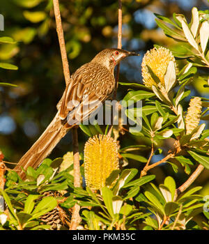 Australian red wattlebird, Anthochaera carunculata, Fütterung auf banksia Blume im Wald bei überfüllt Bay National Park, NSW Stockfoto