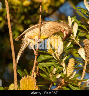 Australian red wattlebird, Anthochaera carunculata, Fütterung auf banksia Blume im Wald bei überfüllt Bay National Park, NSW Stockfoto