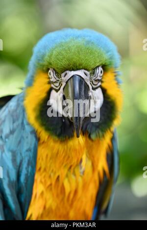 Blau und Gold Ara (Ara ararauna) Papagei Vogel Leiter Tier Portrait, in Gefangenschaft, USA. Stockfoto