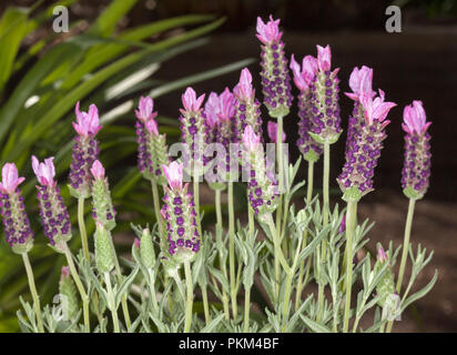 Cluster von Rosa/Lila duftenden Blumen und Grün leavesof Lavendel, Lavendula pedunculata" "Blueberry Ruffles', auf dunklem Hintergrund Stockfoto