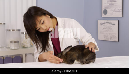 Chinesische Tierarzt geben Kaninchen eine Überprüfung Stockfoto