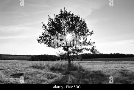 Schwarz-weiß Foto von Landschaft mit strahlenden Sonne durch einsame Baum Stockfoto
