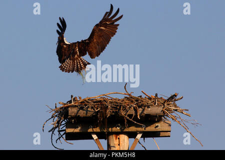 Osprey ist in der Luft, während bringen Gras für das Nest. Stockfoto