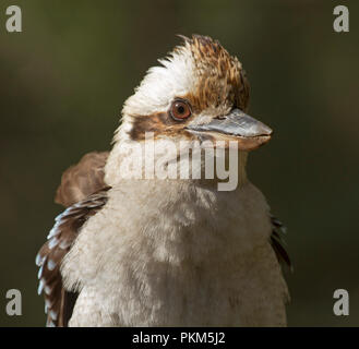 Nahaufnahme des Gesichts des Australischen laughing Kookaburra, Dacelo novaeguineae an Towarri National Park NSW Stockfoto