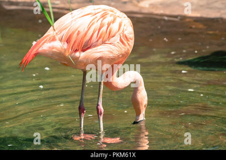 Allgemein rosa Flamingo phoenicopterus Roseus Trinkwasser aus einem kleinen Teich, am Tierpark zoo Stockfoto