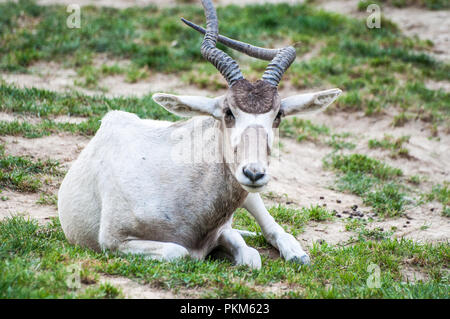Antilopen auf der Suche gerade, liegen auf dem Rasen, am Tierpark Stockfoto