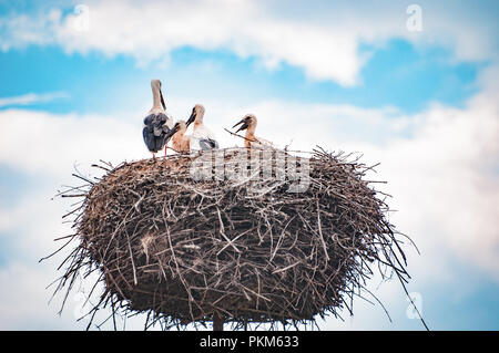 - Weißstorch Ciconia ciconia, glückliche Familie, die Mutter mit ihrem Kind Stockfoto