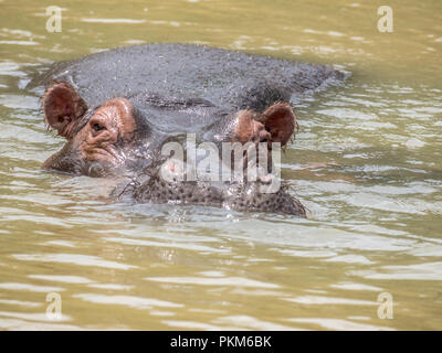 Ein Nilpferd in der St. Lucia Estuary in Südafrika. Stockfoto