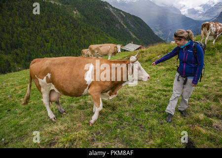 Typisch Holländischen roten und weißen Milch Kuh. Ausflug von stellisee See Findeln. Zermatt. Schweizer Alpen. Wallis. Die Schweiz. Europa. Stockfoto