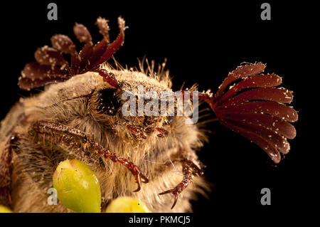 Käfer sanjuanero Portrait, Melolontha melolontha, Käfer, Coleoptera Stockfoto